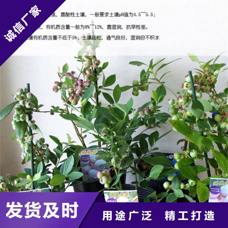 蓝莓苗猕猴桃苗快速发货