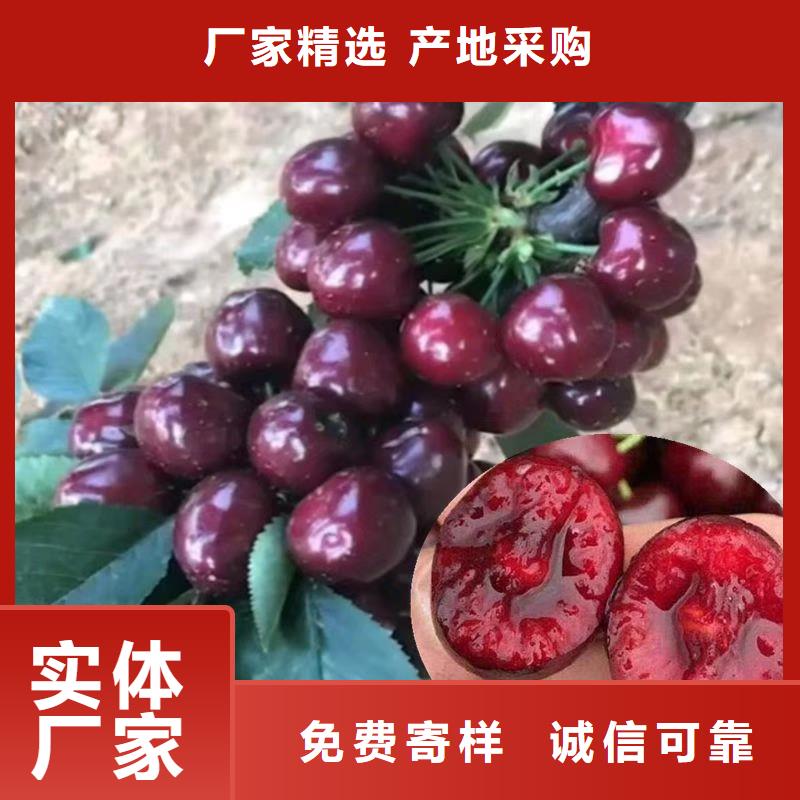 樱桃-樱桃苗供您所需