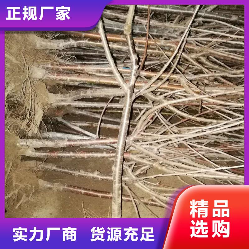 樱桃【蓝莓苗】一周内发货-服务区域包括殷都|内黄|濮阳|许昌|商丘|开封|信阳等-产品视频