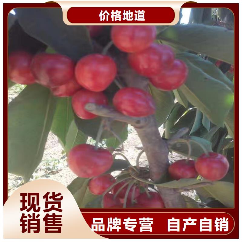 樱桃-樱桃苗供您所需