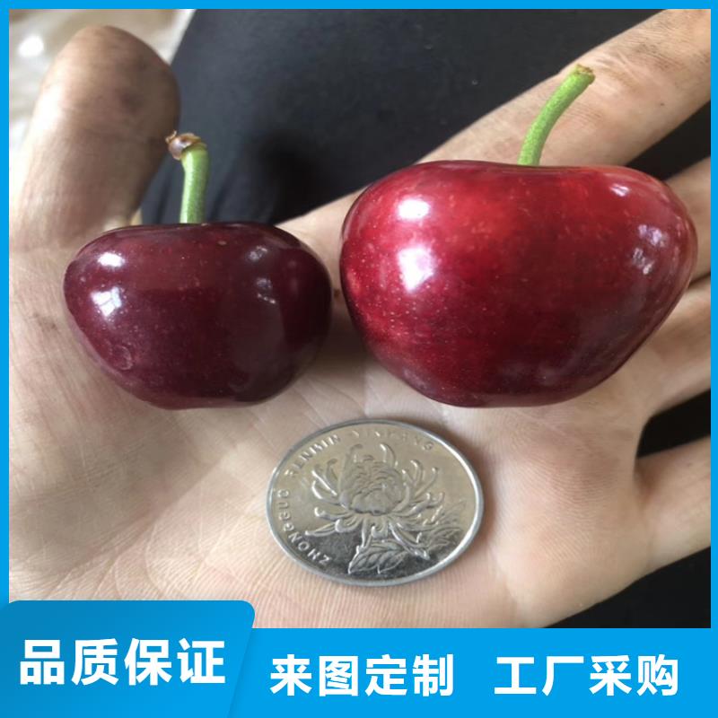 樱桃【蓝莓苗】一周内发货-服务区域包括殷都|内黄|濮阳|许昌|商丘|开封|信阳等-产品视频