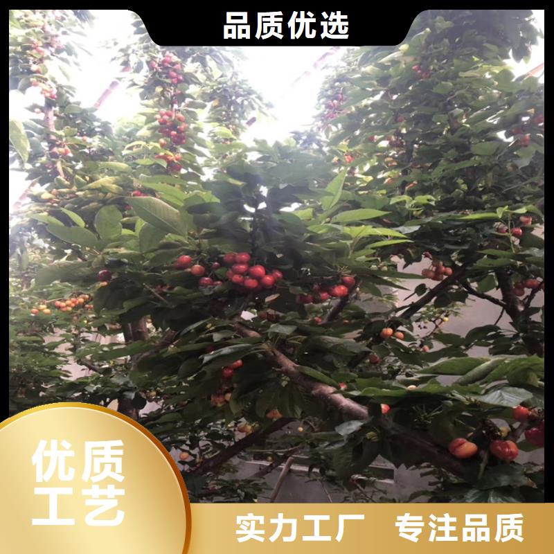 樱桃【蓝莓苗】一周内发货-服务区域包括殷都|内黄|濮阳|许昌|商丘|开封|信阳等-产品视频
