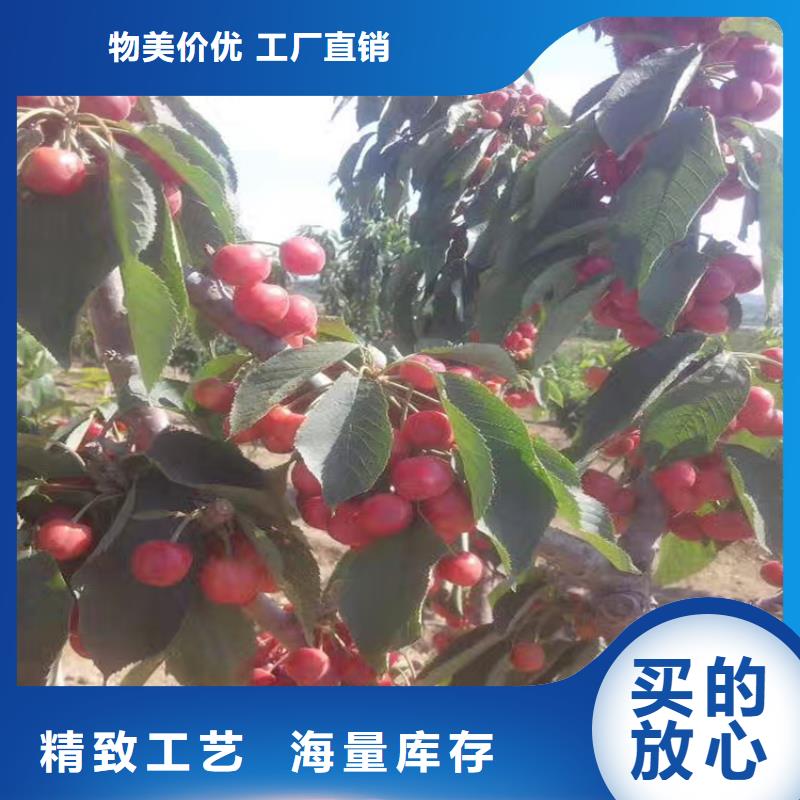 杏树苗视频-杏树苗_河南省安阳市市场覆盖滑县|殷都|开封|三门峡|漯河|洛阳|南阳|濮阳等