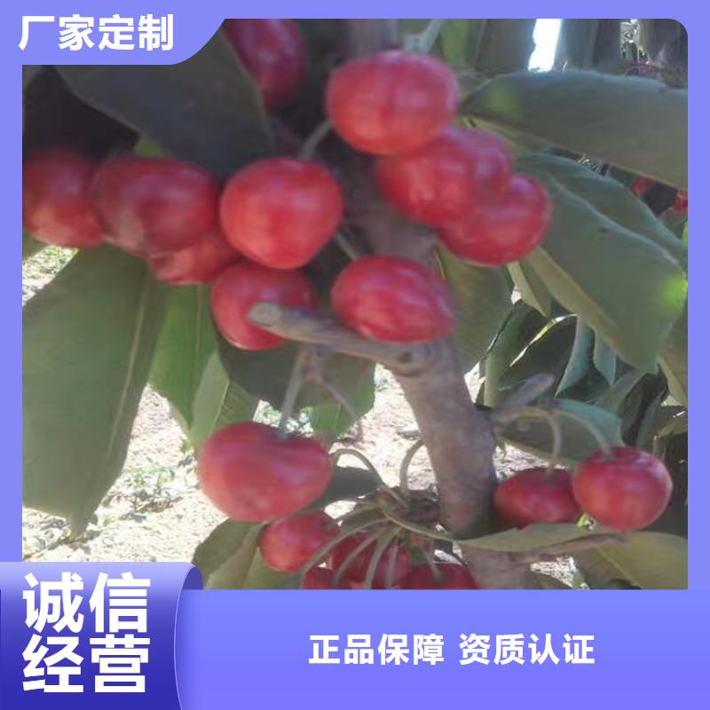 杏树苗视频-杏树苗_河南省安阳市市场覆盖滑县|殷都|开封|三门峡|漯河|洛阳|南阳|濮阳等