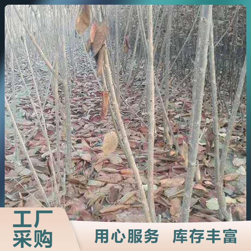 杏树苗视频-杏树苗_河南省安阳市市场覆盖滑县|殷都|开封|三门峡|漯河|洛阳|南阳|濮阳等