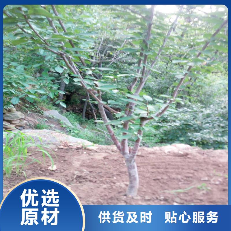 樱桃【蓝莓苗】一周内发货-服务区域包括殷都|内黄|濮阳|许昌|商丘|开封|信阳等-产品视频