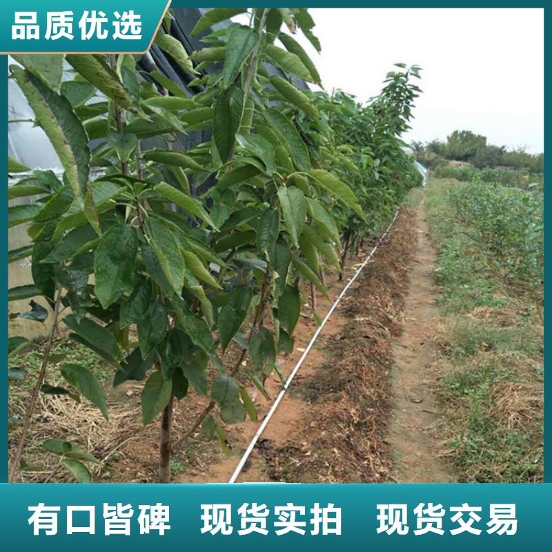 杏树苗视频-杏树苗_河南省安阳市市场覆盖滑县|殷都|开封|三门峡|漯河|洛阳|南阳|濮阳等