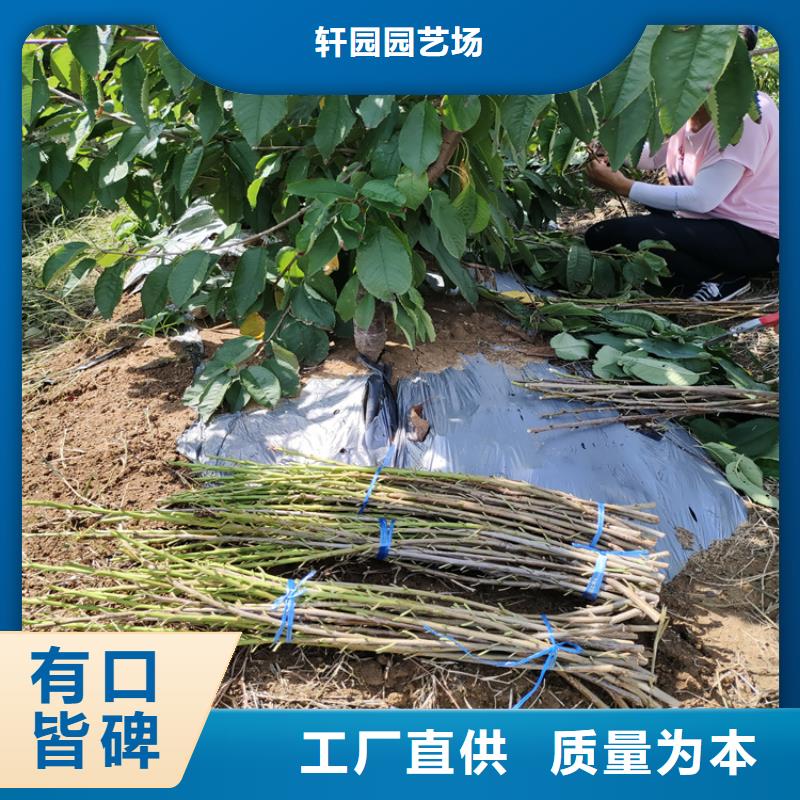 樱桃【蓝莓苗】一周内发货-服务区域包括殷都|内黄|濮阳|许昌|商丘|开封|信阳等-产品视频