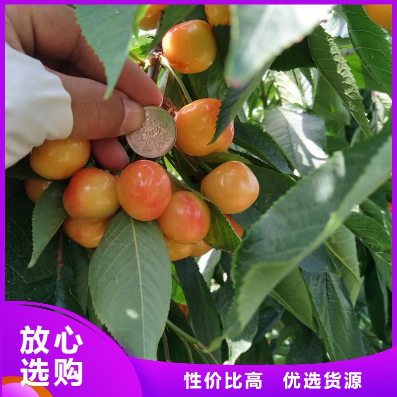 樱桃【蓝莓苗】一周内发货-服务区域包括殷都|内黄|濮阳|许昌|商丘|开封|信阳等-产品视频