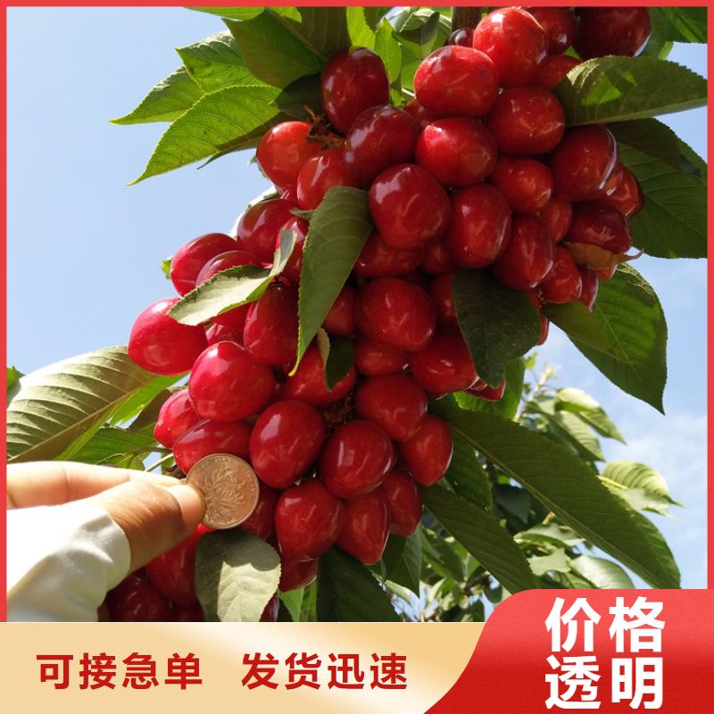 樱桃【蓝莓苗】一周内发货-服务区域包括殷都|内黄|濮阳|许昌|商丘|开封|信阳等-产品视频