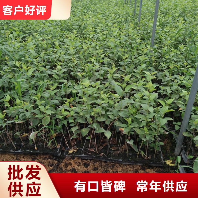杏树苗视频-杏树苗_河南省安阳市市场覆盖滑县|殷都|开封|三门峡|漯河|洛阳|南阳|濮阳等