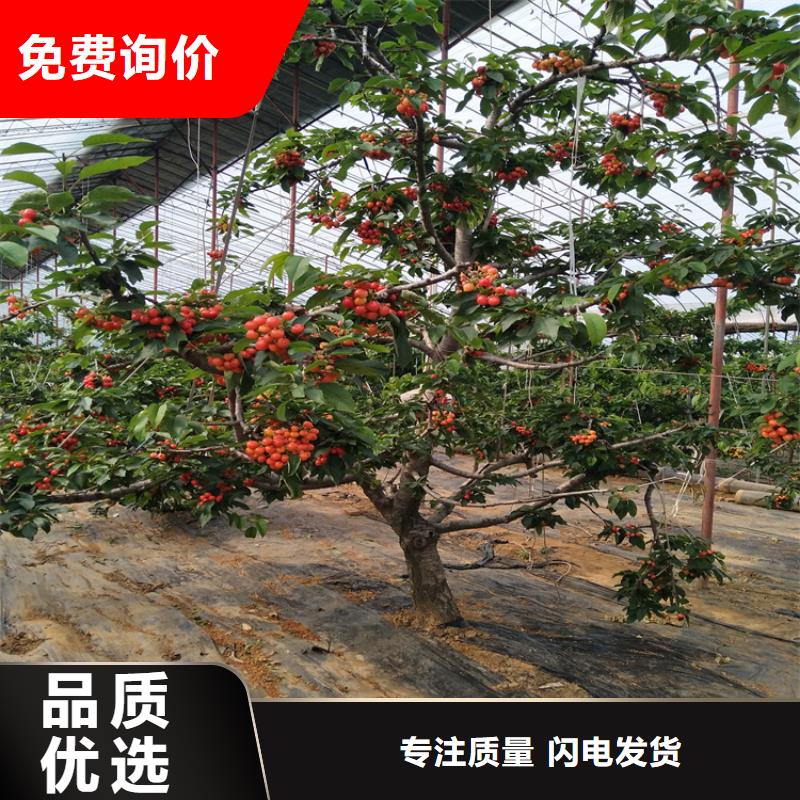 樱桃-樱桃苗供您所需