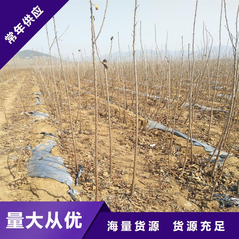 杏树苗视频-杏树苗_河南省安阳市市场覆盖滑县|殷都|开封|三门峡|漯河|洛阳|南阳|濮阳等