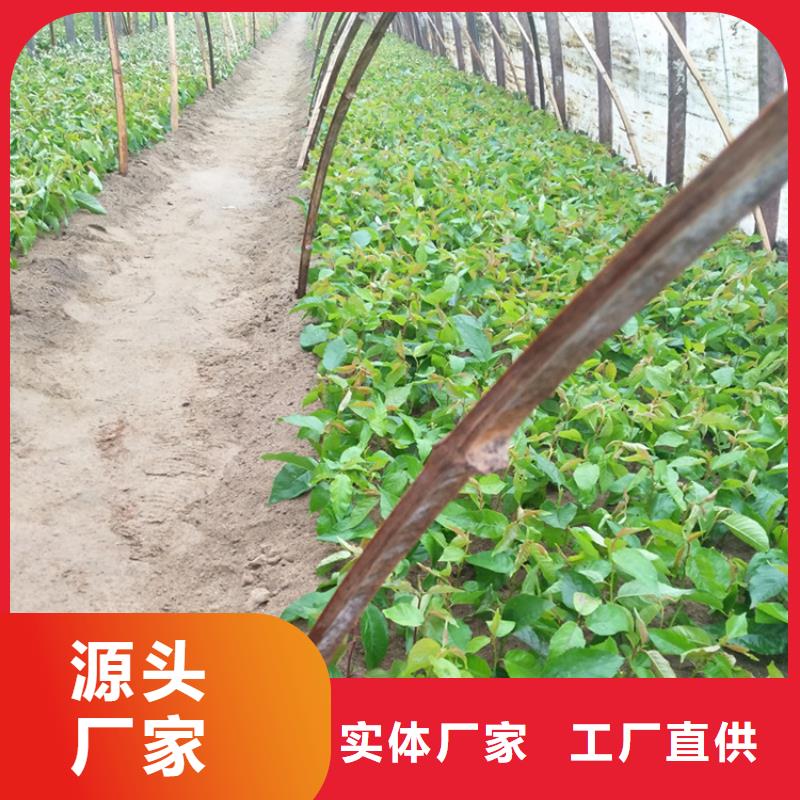 樱桃【蓝莓苗】一周内发货-服务区域包括殷都|内黄|濮阳|许昌|商丘|开封|信阳等-产品视频