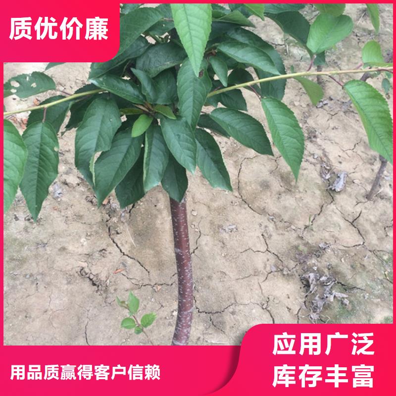 樱桃【蓝莓苗】一周内发货-服务区域包括殷都|内黄|濮阳|许昌|商丘|开封|信阳等-产品视频