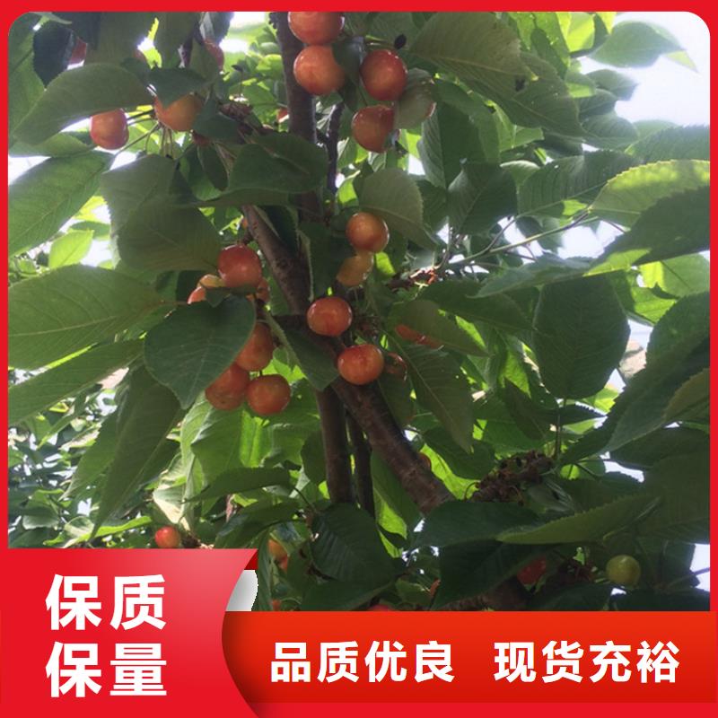 樱桃【蓝莓苗】一周内发货-服务区域包括殷都|内黄|濮阳|许昌|商丘|开封|信阳等-产品视频