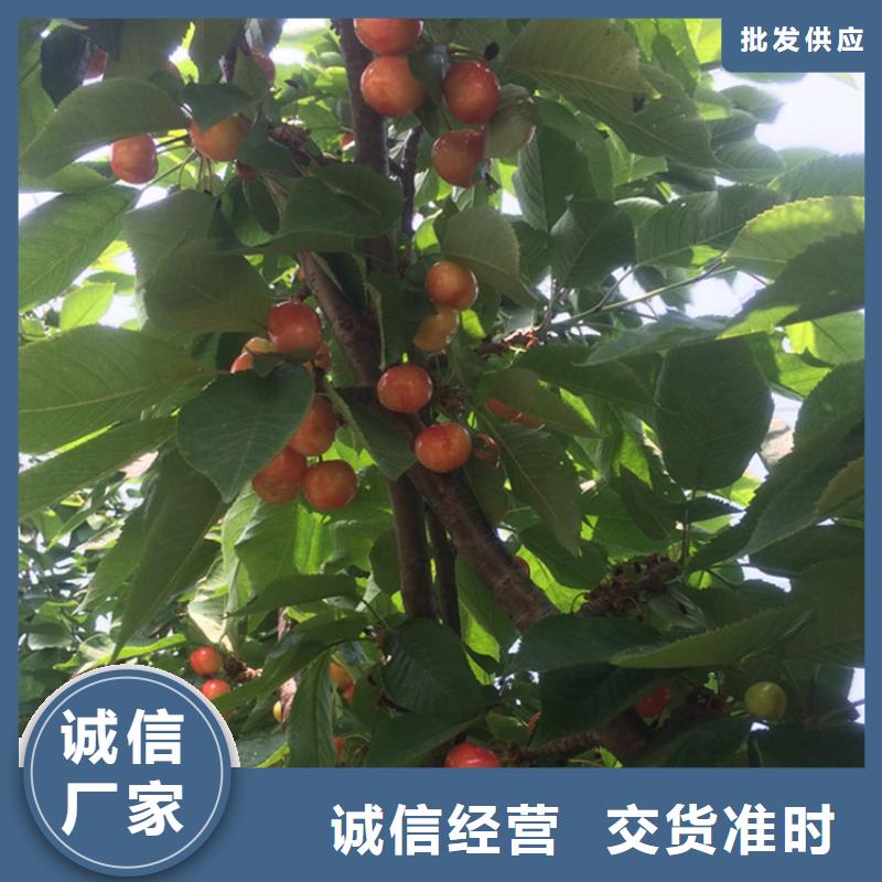 樱桃-樱桃苗供您所需