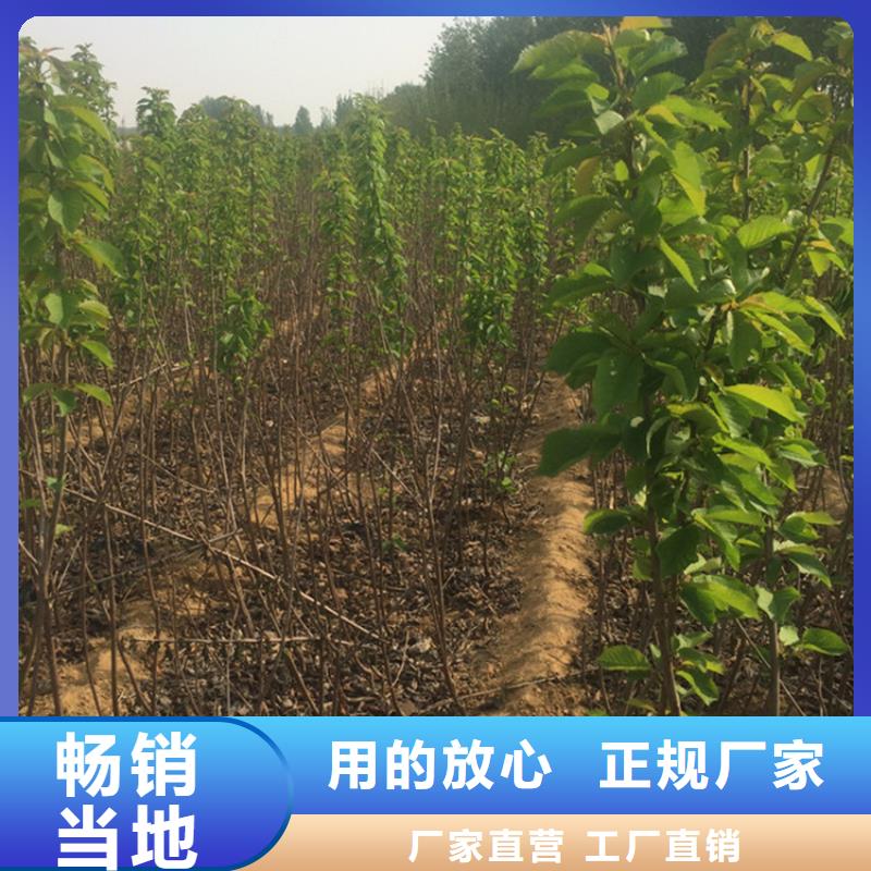 杏树苗视频-杏树苗_河南省安阳市市场覆盖滑县|殷都|开封|三门峡|漯河|洛阳|南阳|濮阳等