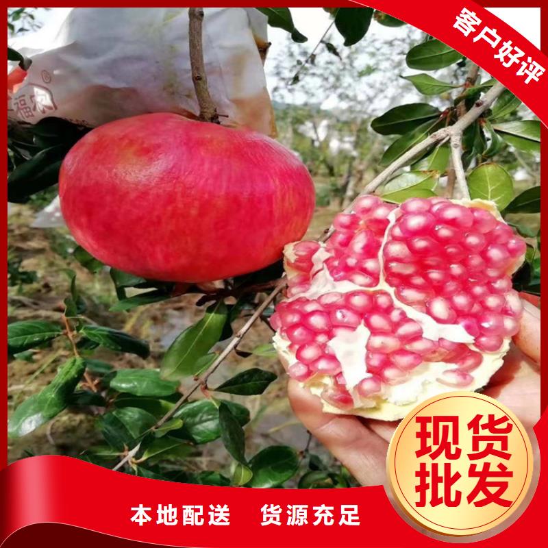 石榴奶油草莓品质好才是硬道理