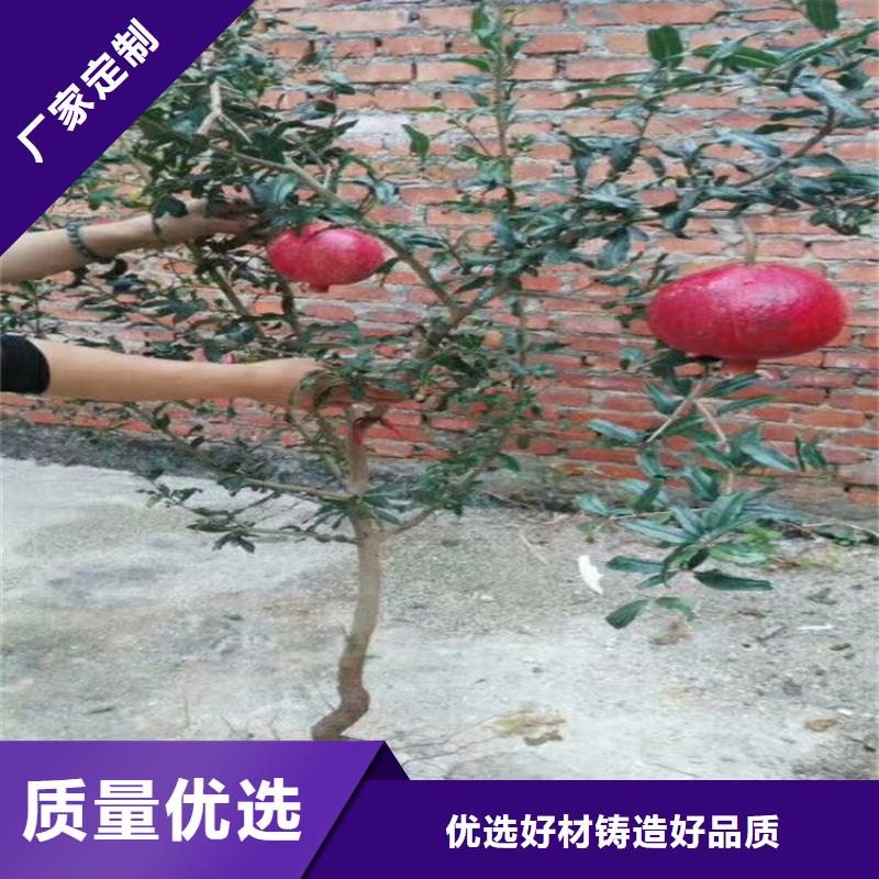 石榴奶油草莓品质好才是硬道理