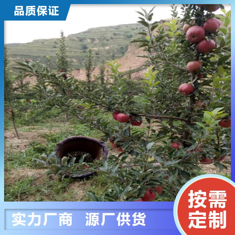 石榴奶油草莓品质好才是硬道理