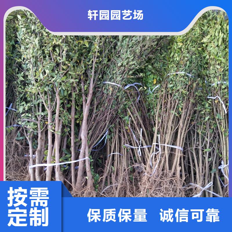 石榴奶油草莓品质好才是硬道理
