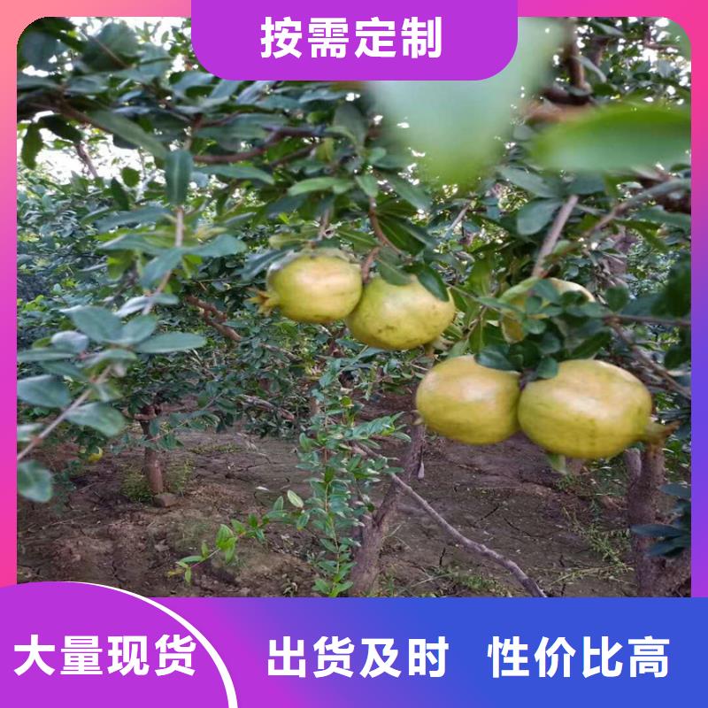 【石榴【蓝莓苗】产品优势特点】