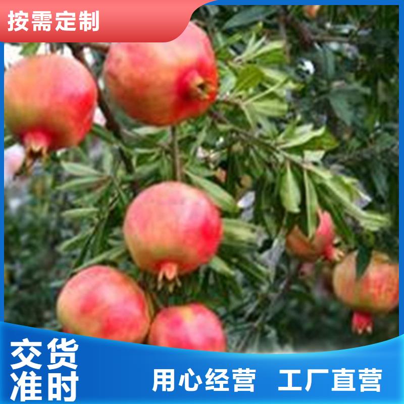 石榴,梨树苗一站式供应