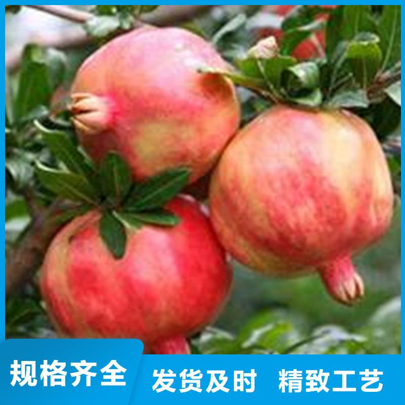 【石榴【蓝莓苗】产品优势特点】