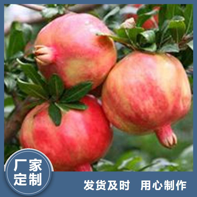 石榴,梨树苗一站式供应