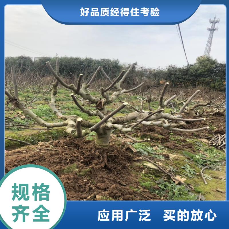 【 无花果 苹果苗源头厂家】|杏树苗-轩园园艺场(张家界市分公司)