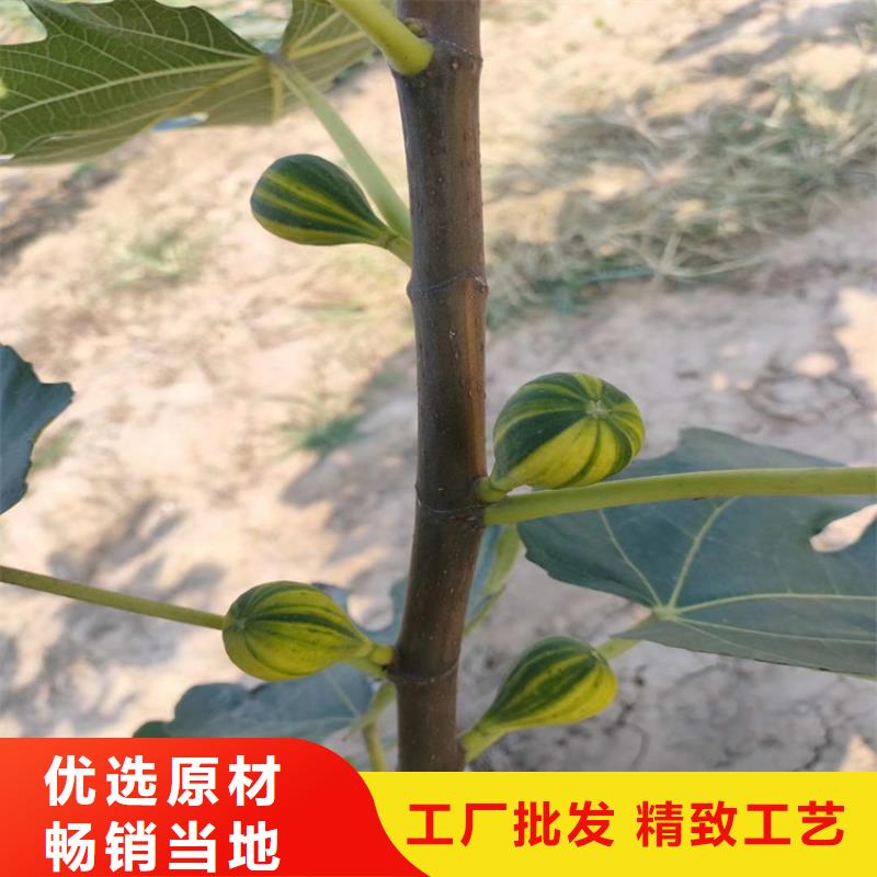 轩园杏树苗无花果-【苹果苗】用的放心gdsgd.com