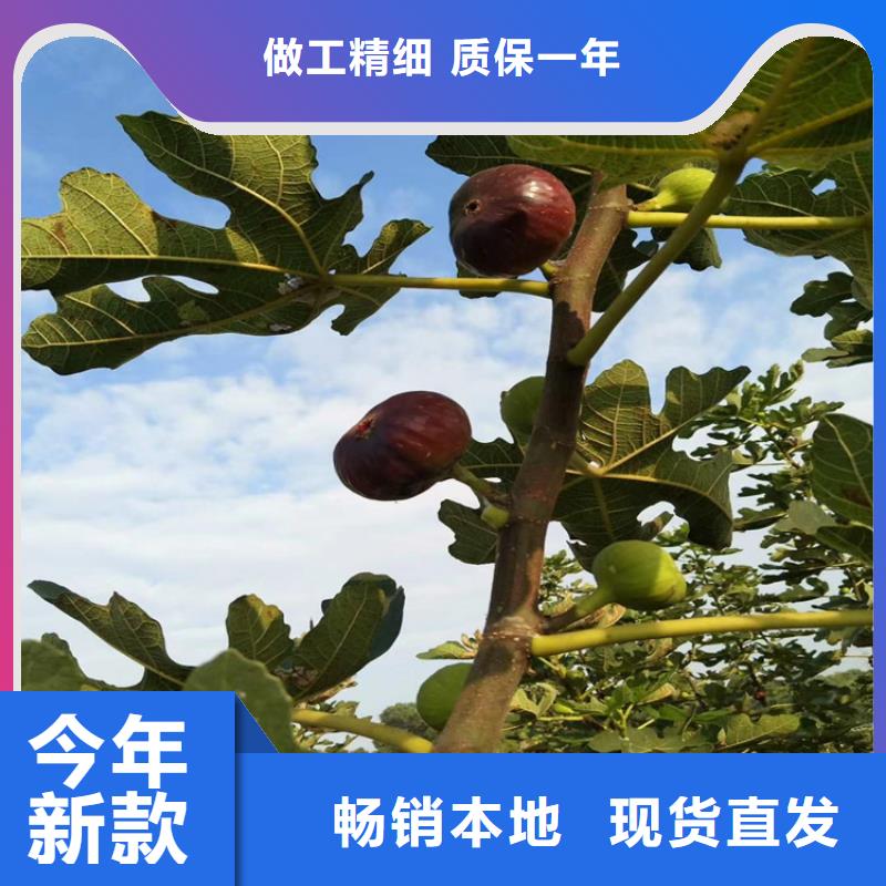 无花果无花果苗源厂直接供货