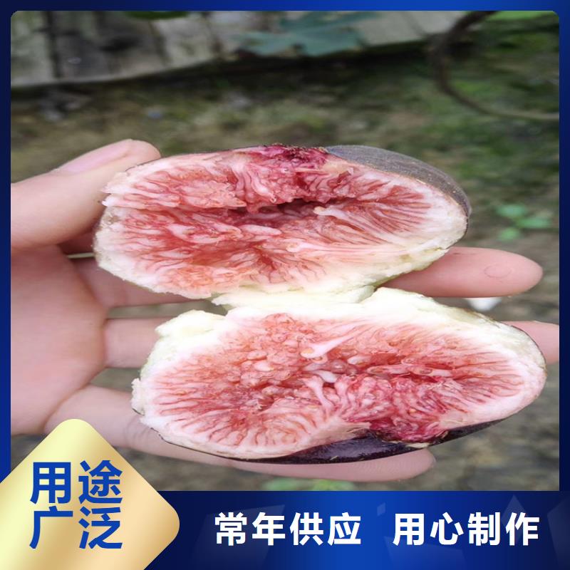 无花果无花果苗源厂直接供货