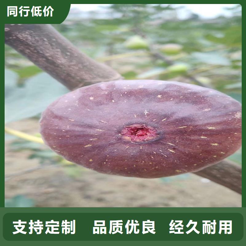无花果石榴树您身边的厂家