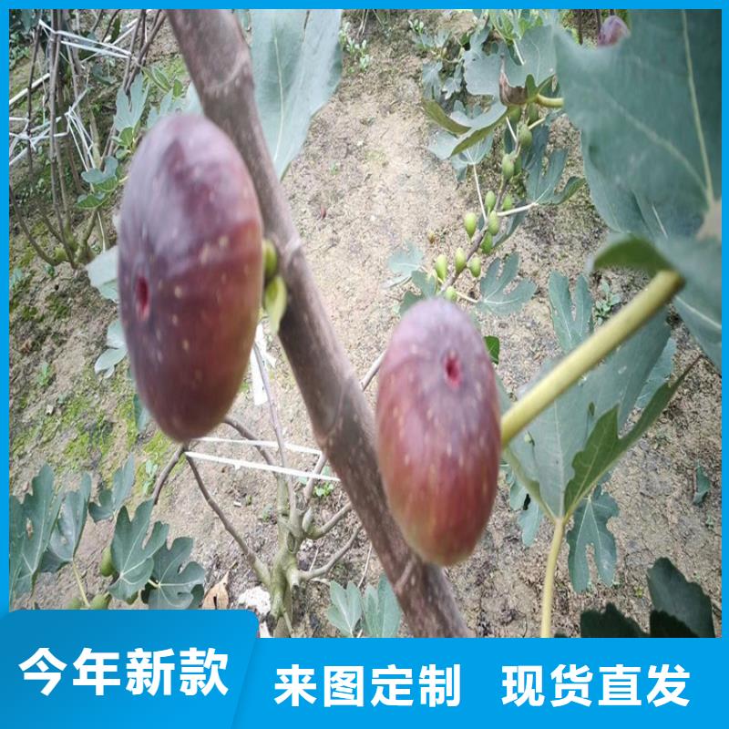 杏树苗视频-湖南省张家界市轩园杏树苗可服务区域桑植|武陵源|益阳|永州|湘潭|湘西等