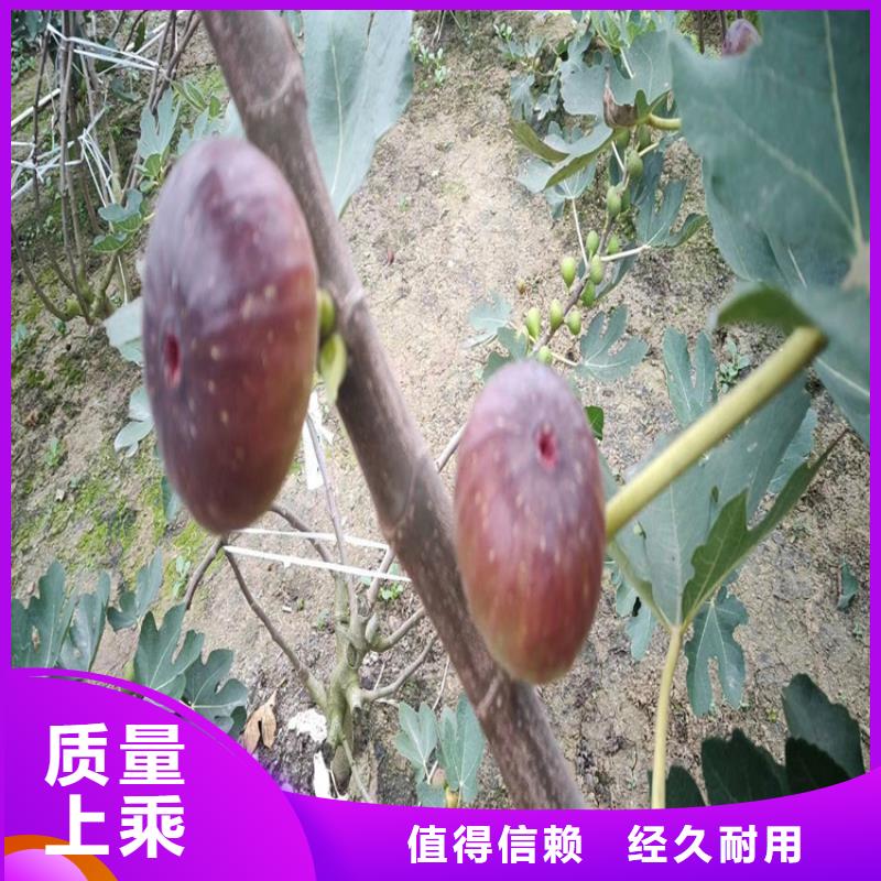 无花果玛瑙红石榴苗好品质经得住考验