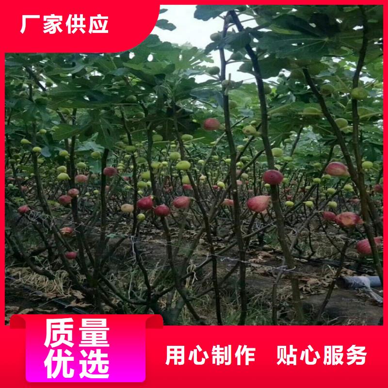 无花果石榴树您身边的厂家