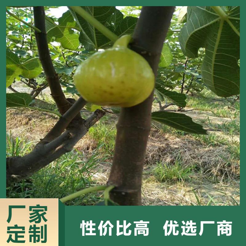 无花果樱桃苗老品牌厂家