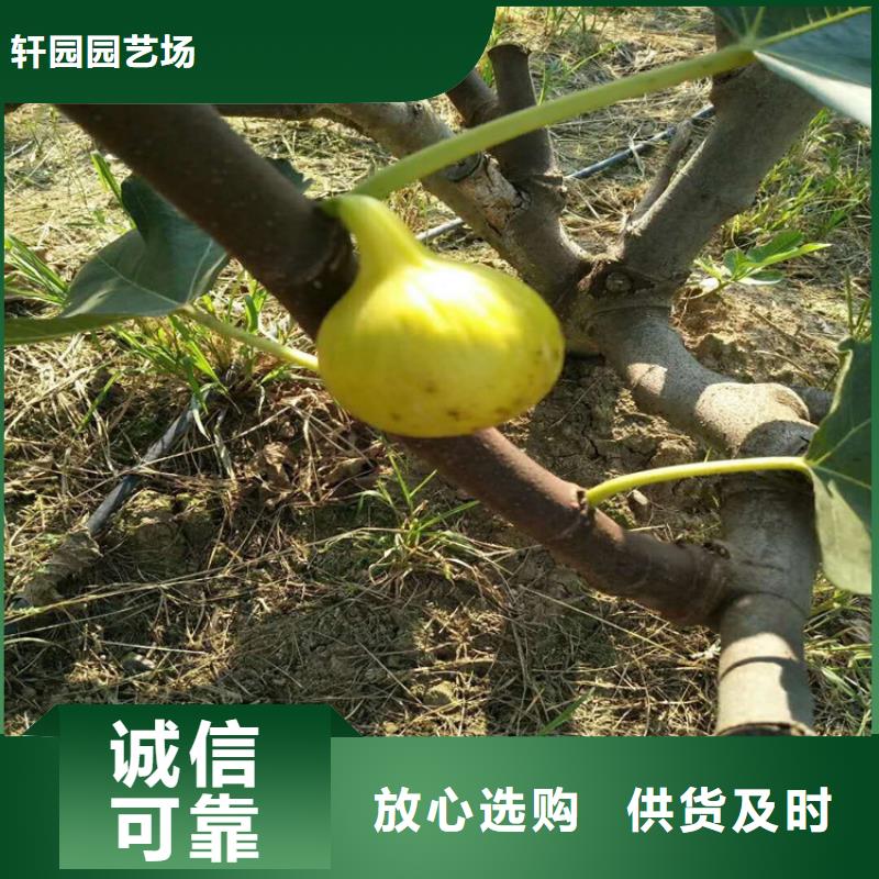 无花果无花果苗源厂直接供货