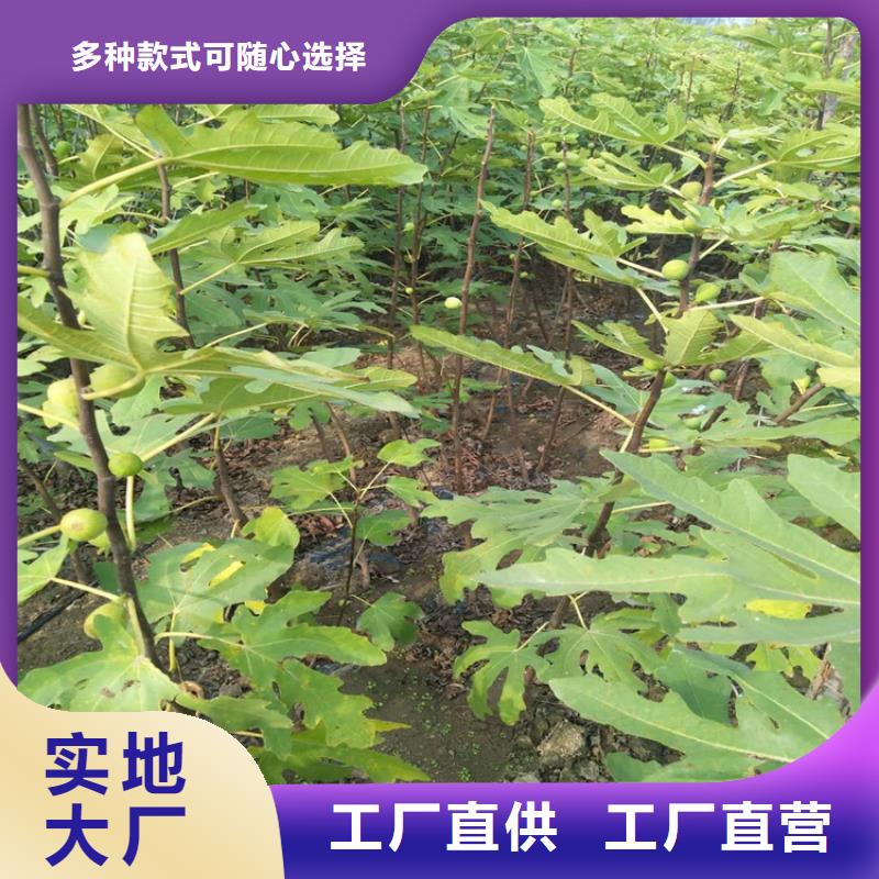 【 无花果 苹果苗源头厂家】|杏树苗-轩园园艺场(张家界市分公司)