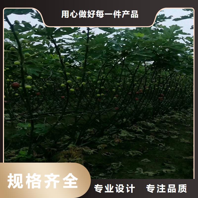 【无花果石榴树苗厂家直发】
