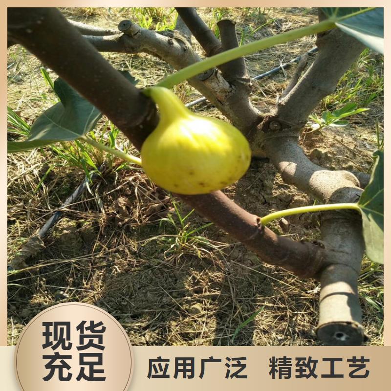 无花果玛瑙红石榴苗好品质经得住考验