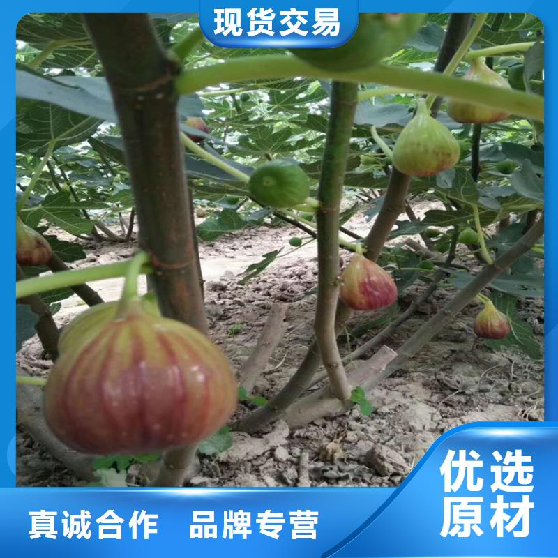 无花果樱桃苗老品牌厂家