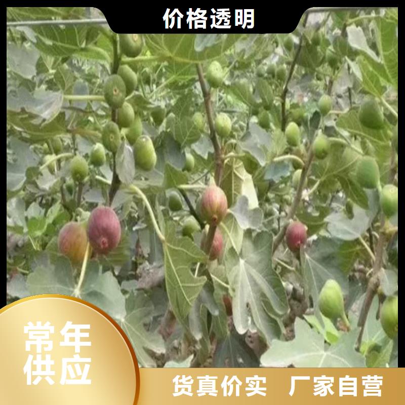 轩园杏树苗无花果-【苹果苗】用的放心gdsgd.com