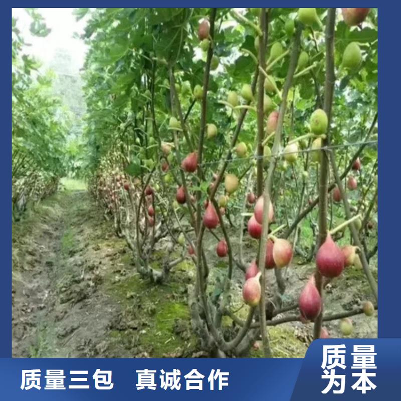 【 无花果 苹果苗源头厂家】|杏树苗-轩园园艺场(张家界市分公司)