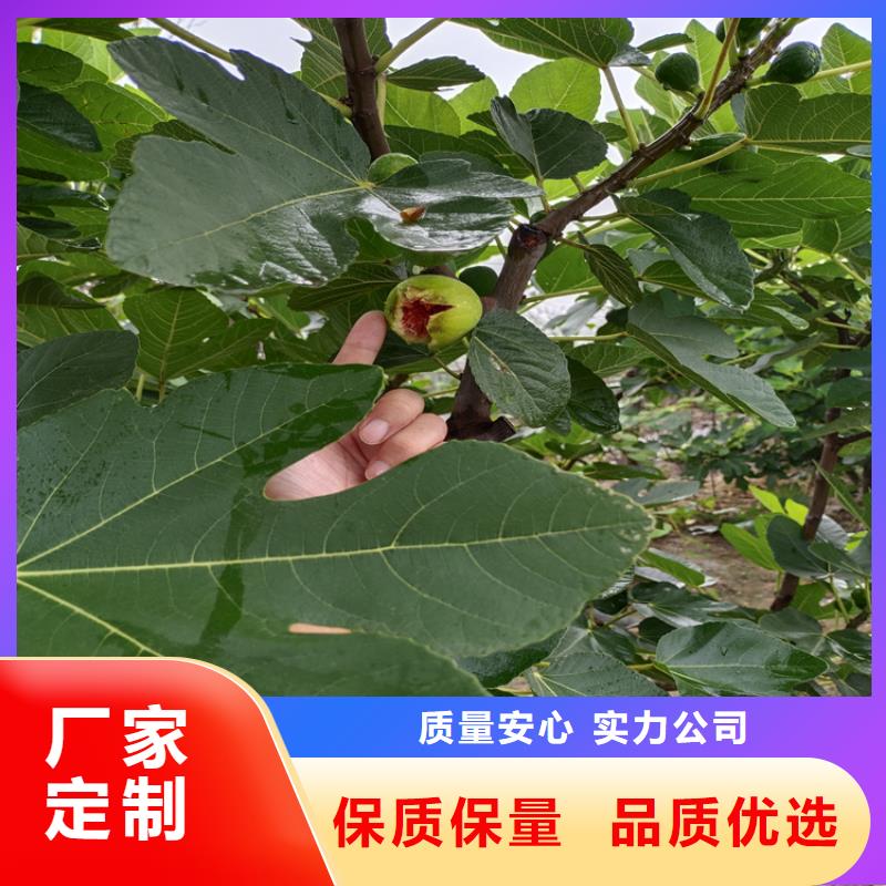 杏树苗视频-湖南省张家界市轩园杏树苗可服务区域桑植|武陵源|益阳|永州|湘潭|湘西等