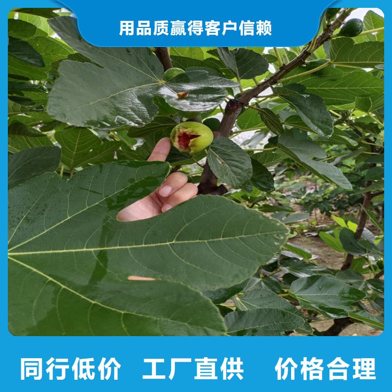 无花果石榴树您身边的厂家