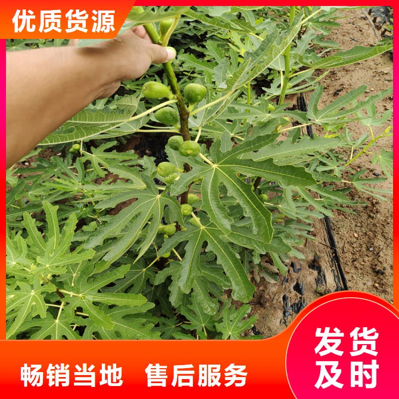 杏树苗视频-湖南省张家界市轩园杏树苗可服务区域桑植|武陵源|益阳|永州|湘潭|湘西等