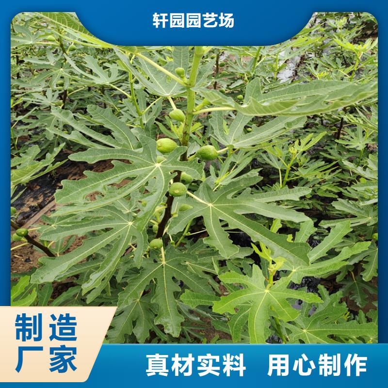 无花果无花果苗源厂直接供货